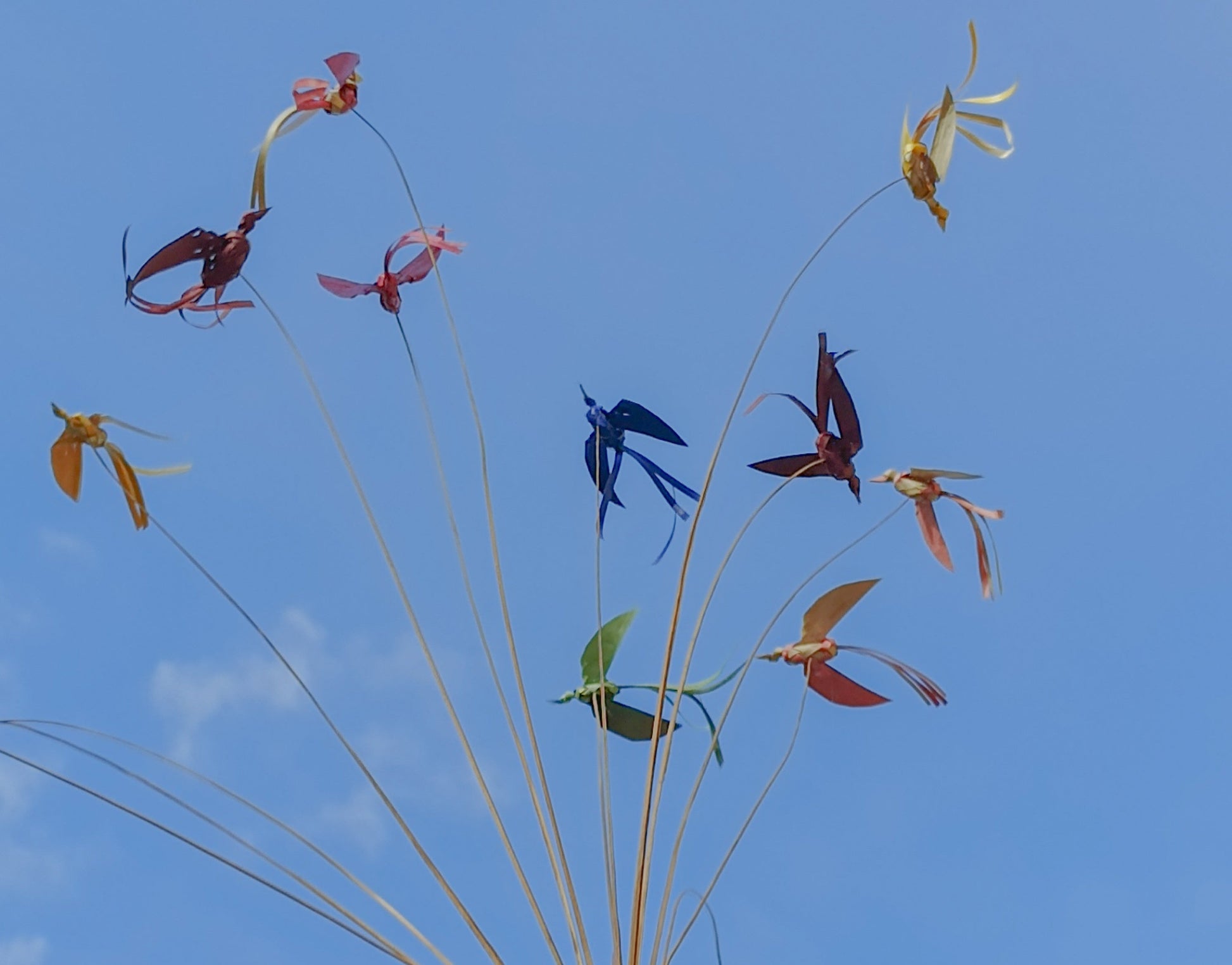 Birds